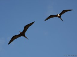 QueenVictoria2015-057